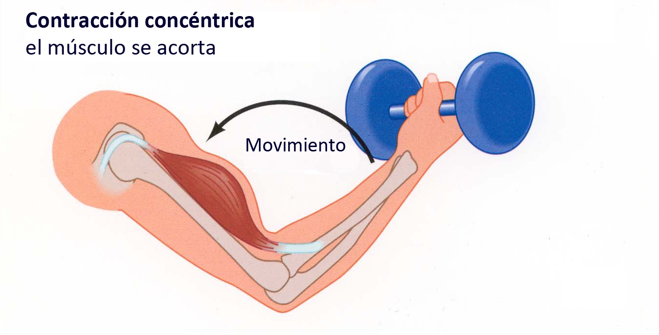 Ejercicios de fuerza grupos musculares