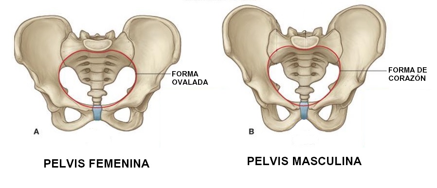 Anatomía de la pelvis femenina y masculina. Suelo pélvico y diferencias
