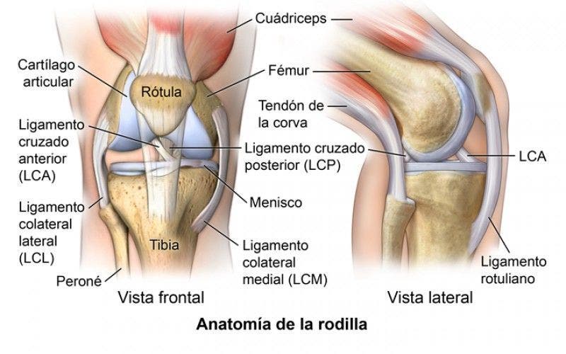 Anatomía de la articulación de la rodilla