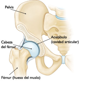 articulación coxofemoral