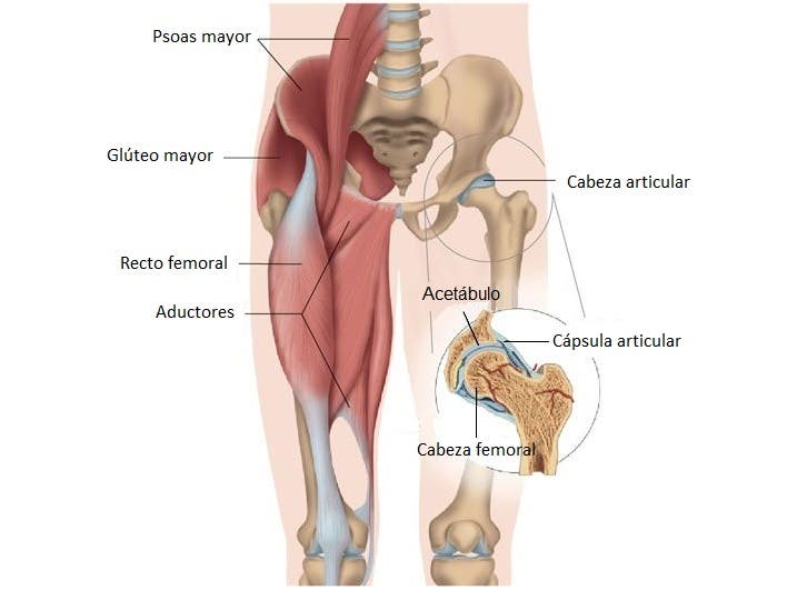 anatomía de la cadera