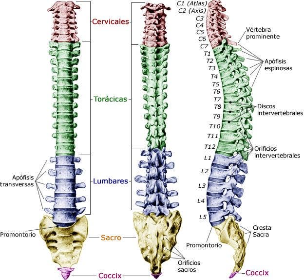 Anatomía de la columna vertebral