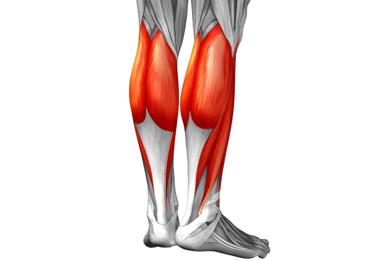 anatomía de los músculos gemelos y sóleo