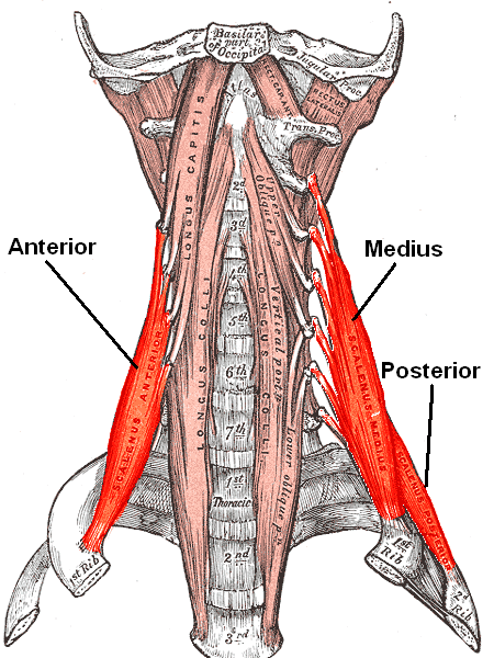 anatomía de los músculos escalenos 