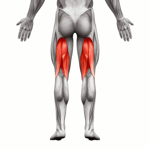 anatomía de los músculos isquiotibiales 