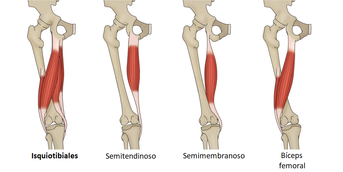 Músculos isquiotibiale