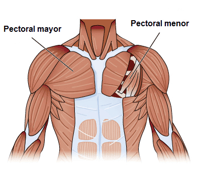 anatomía de los músculos pectorales 