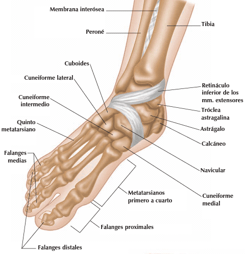 Anatomía de los pies