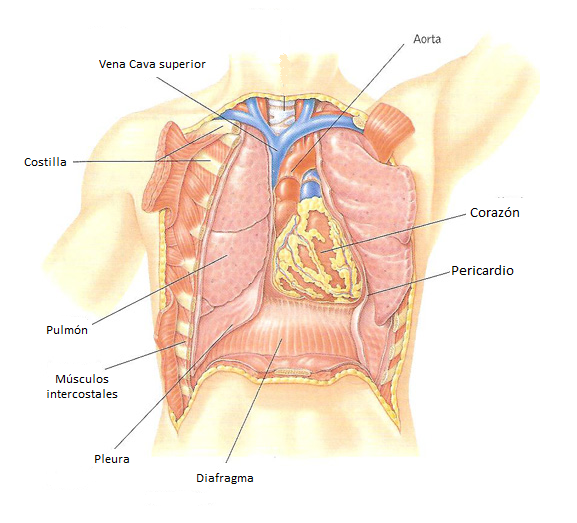 anatomía de tórax o pecho