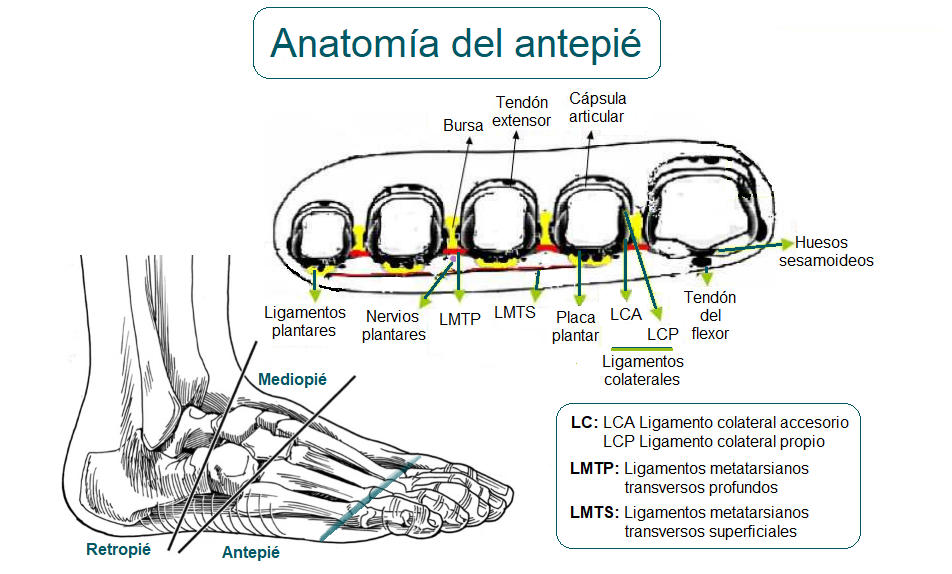 Anatomía del antepié