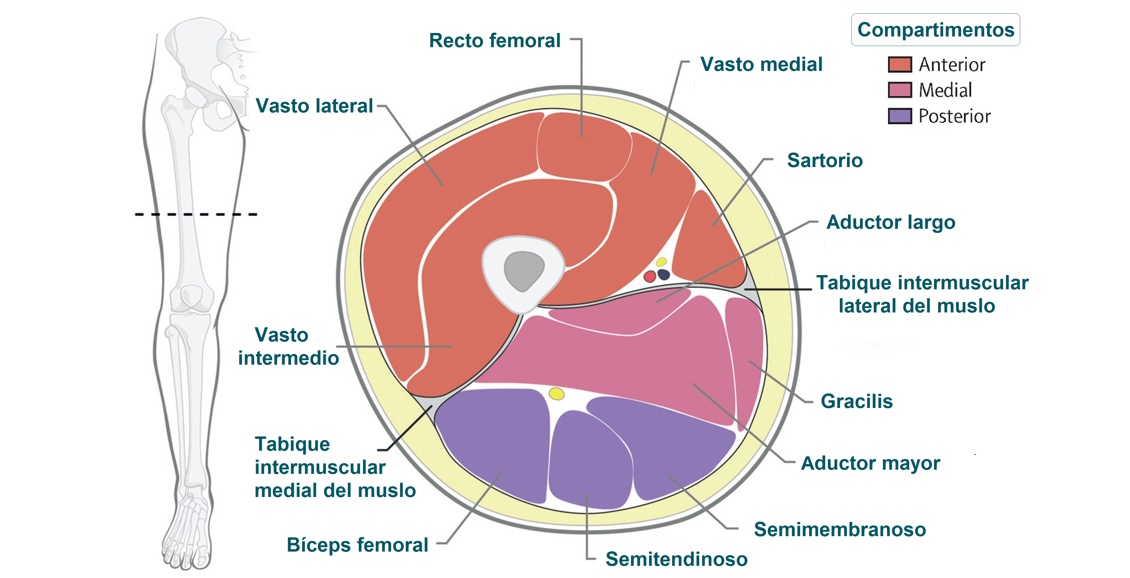 Anatomía del muslo
