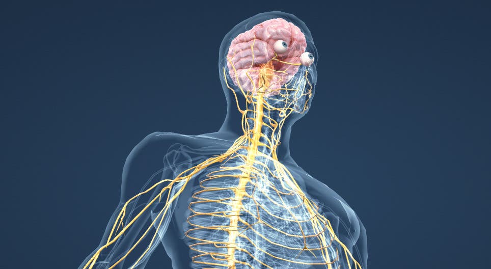 Anatomía, estructura y funcionamiento del sistema nervioso