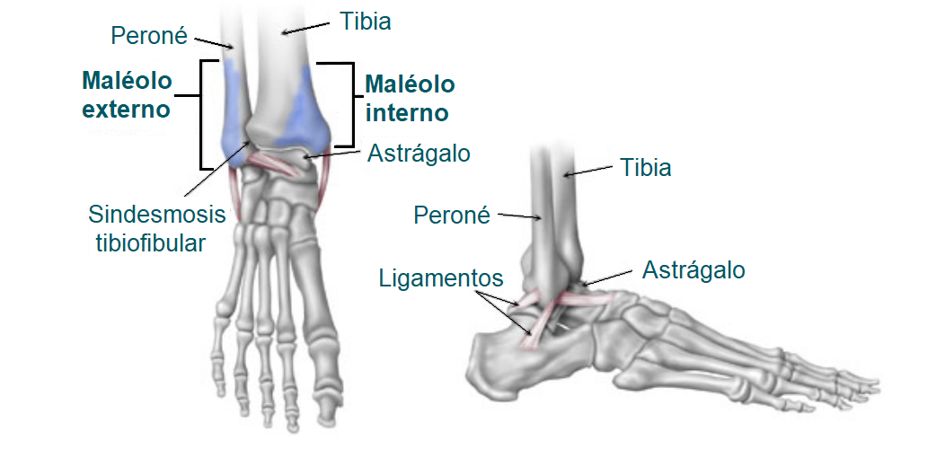 Anatomía del tobillo