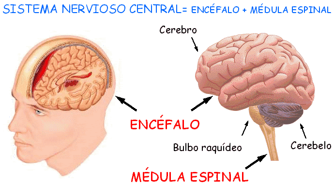 sistema nervioso central