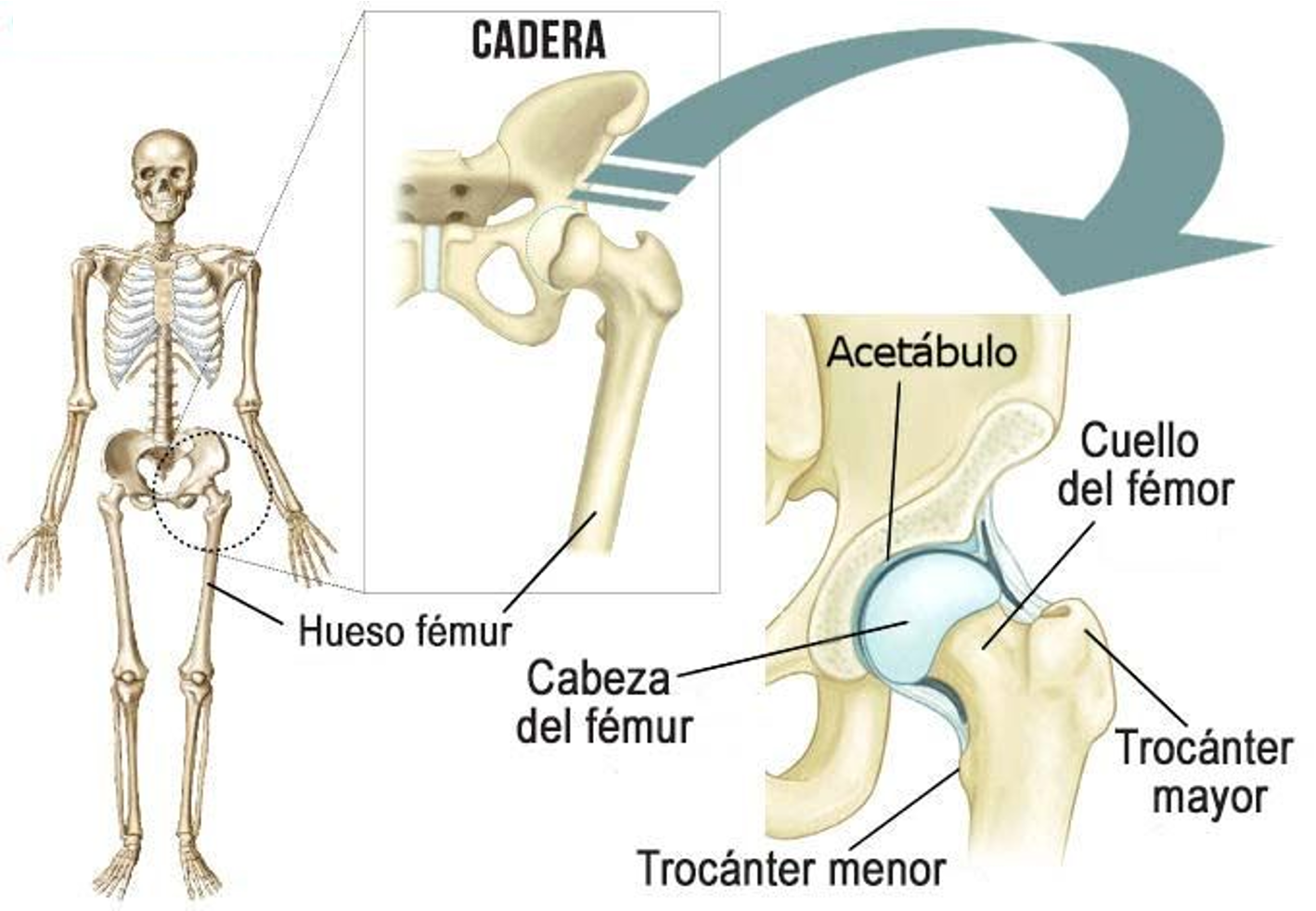 Articulación coxofemoral y su anatomía