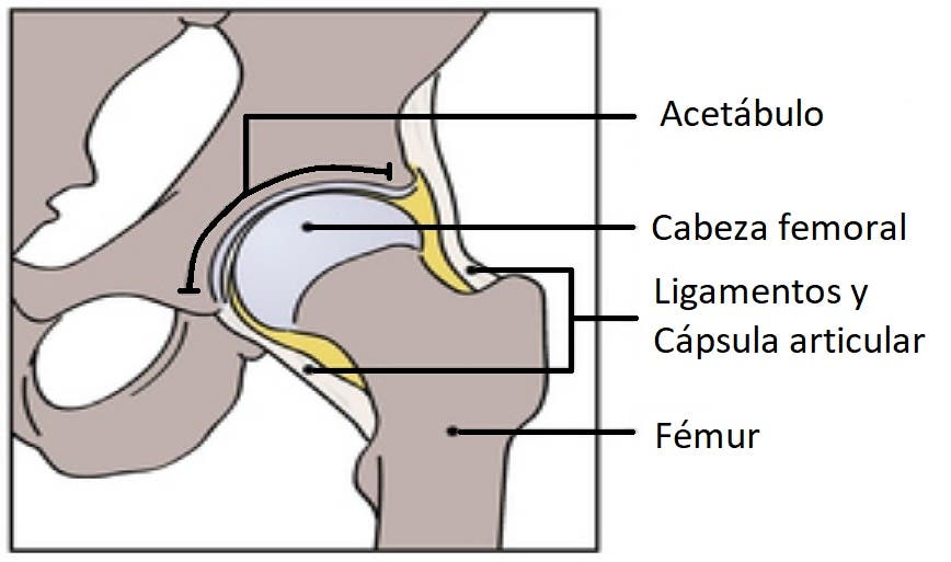 anatomia de la artículacion de la cadera