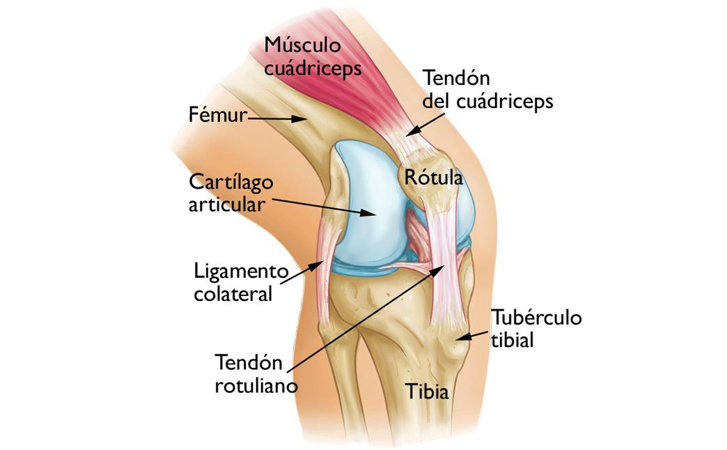 anatomía de la articulación de rodilla