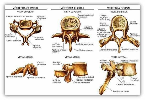 Curiosidades de las vértebras