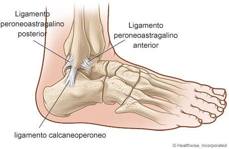 Curiosidades de los ligamentos 