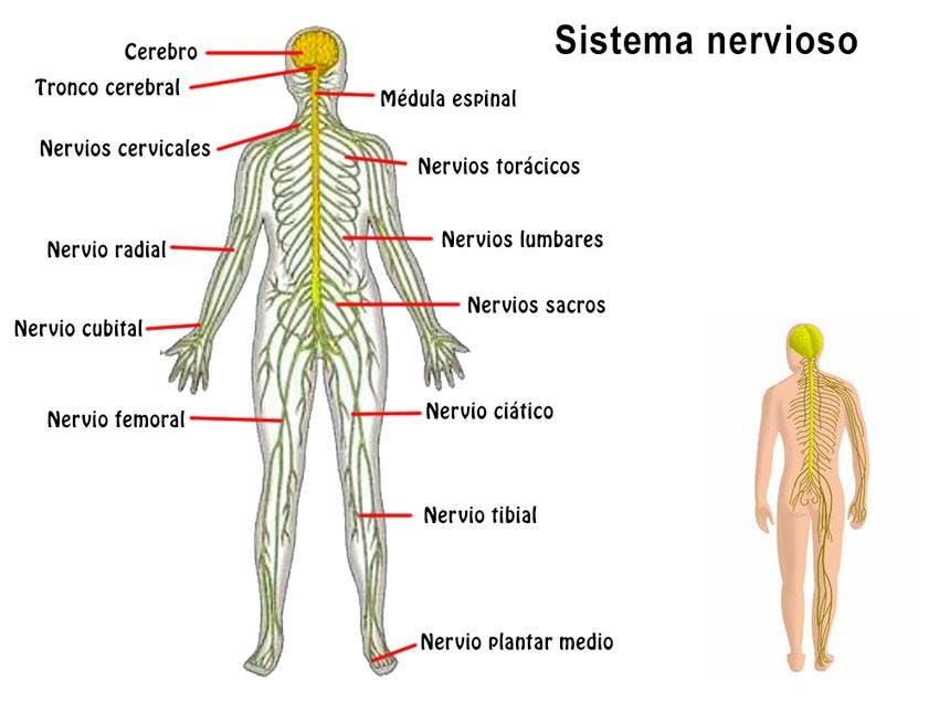 Curiosidades del sistema nervioso