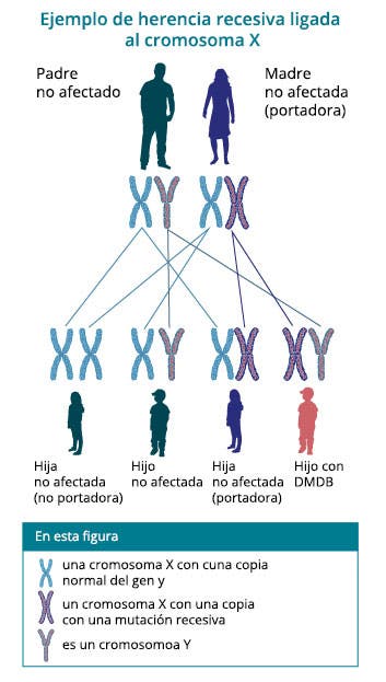 Cómo se hereda la distrofia muscular de Duchenne