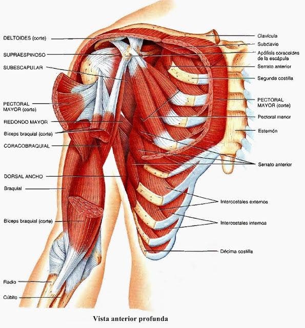 ejercicios de fortalecimiento para hombros, prevenir y solucionar dolores 
