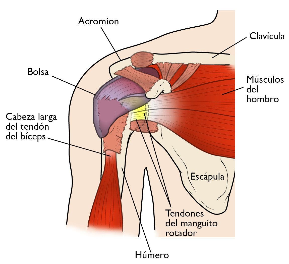 complejo articular del hombro