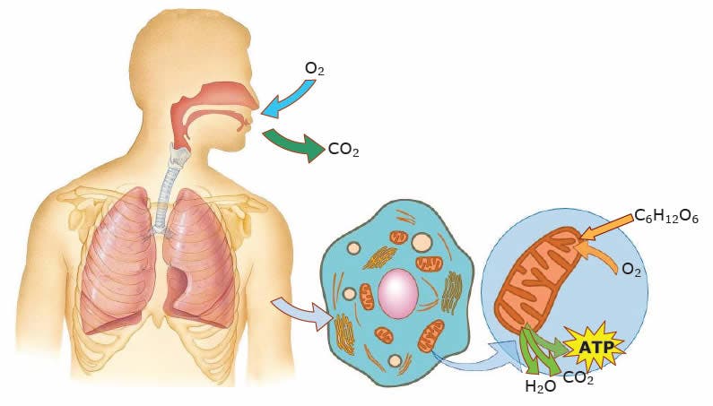 Ejercicios para mejorar la capacidad respiratoria o pulmonar