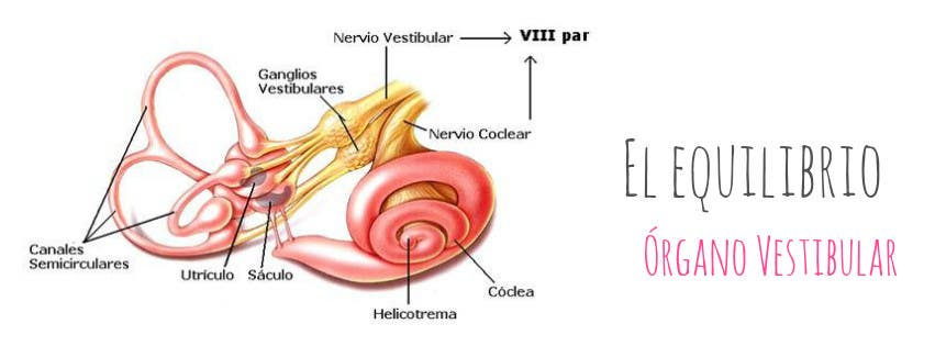 El equilibrio y el sistema vestibular 