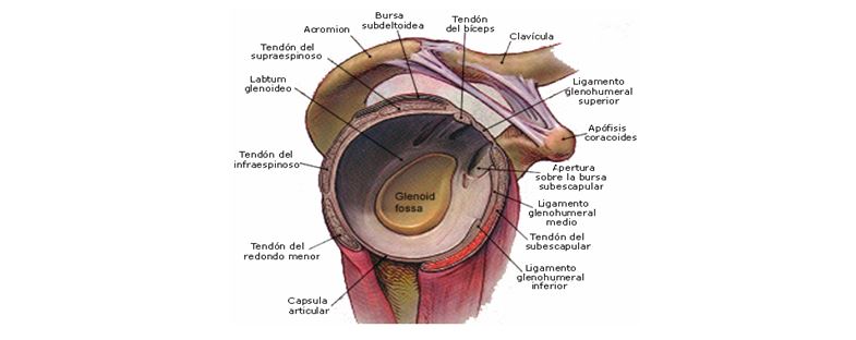 estabilizadores del hombro