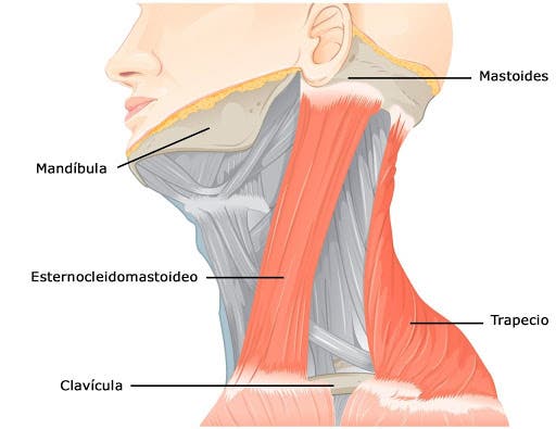 Esternocleidomastoideo y su anatomía