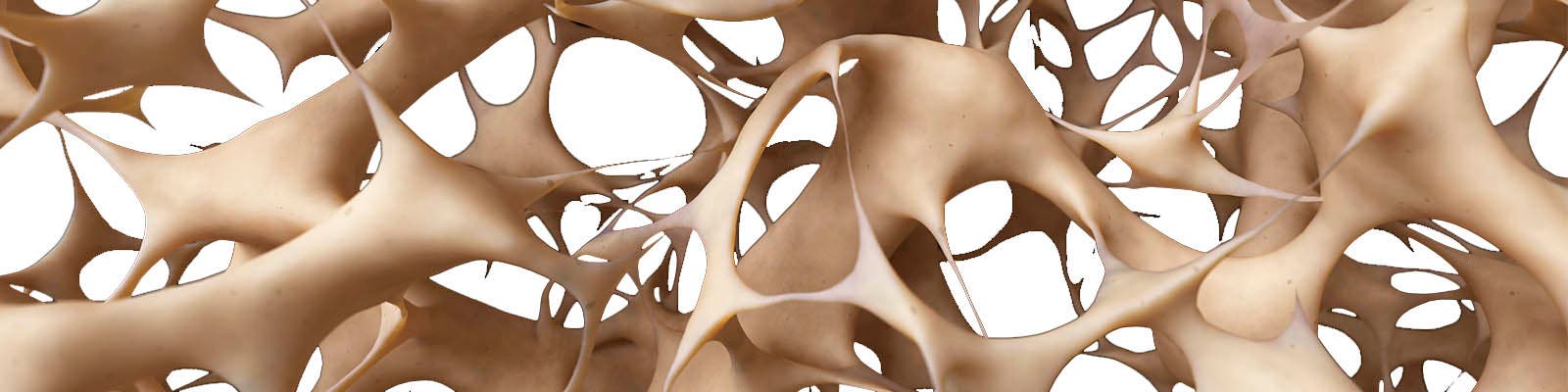 Componentes y estructuras de los Huesos