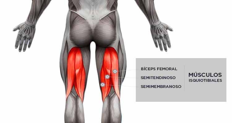 músculos isquiotibiales