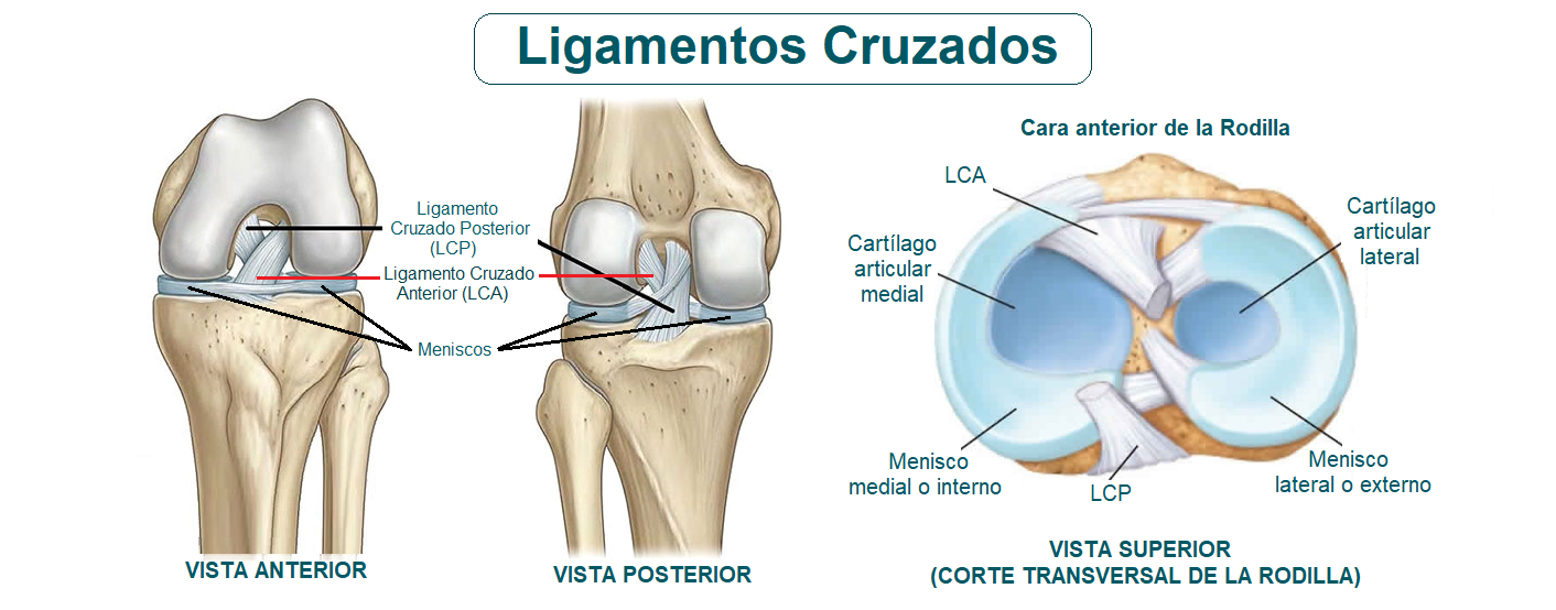 anatomía de los ligamentos cruzados