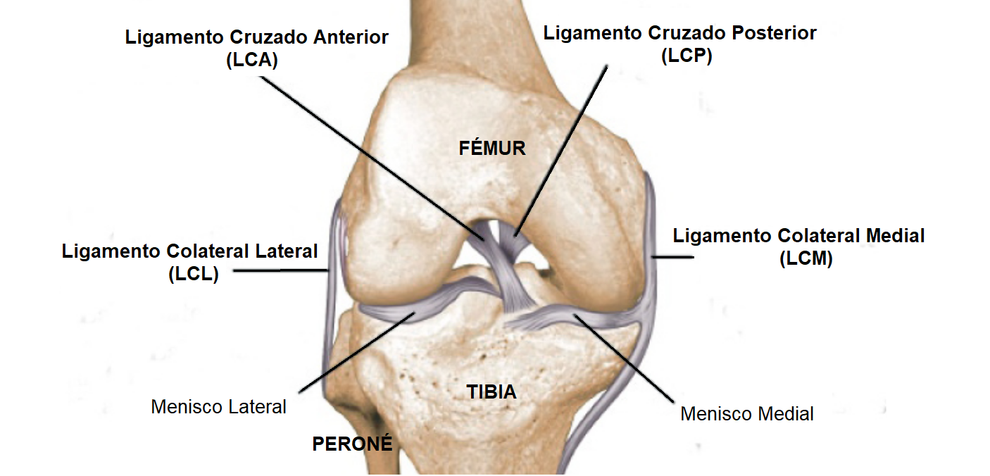 Ligamentos de la rodilla
