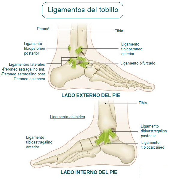 ligamentos del tobillo Ligamentos del tobillo