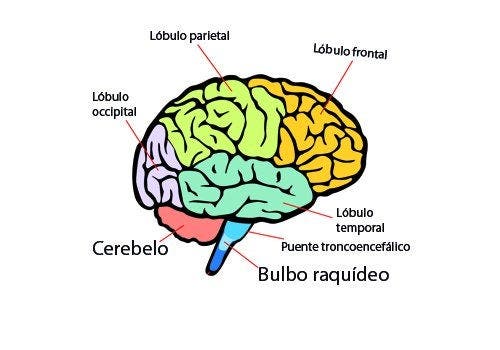 anatomía del sistema nervioso, lóbulos del cerebro