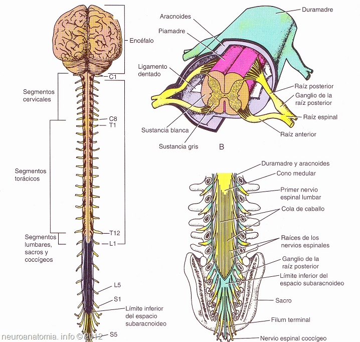 anatomía del sistema nervioso, médula espinal