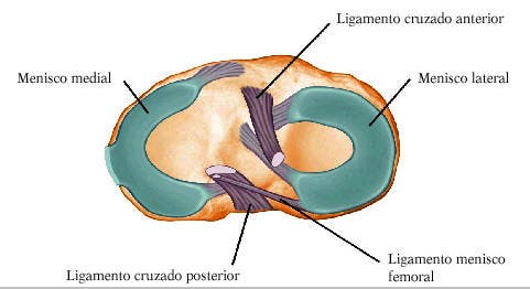 meniscos y rotura de meniscos 