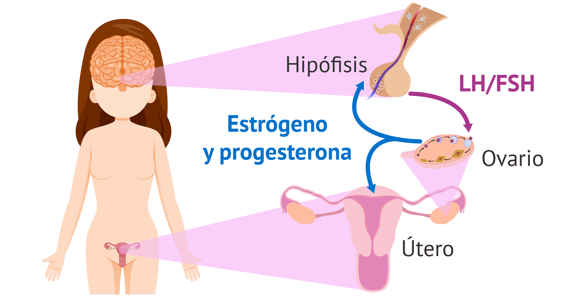 proceso hormonal en la menstruacion proceso hormonal en la menstruacion