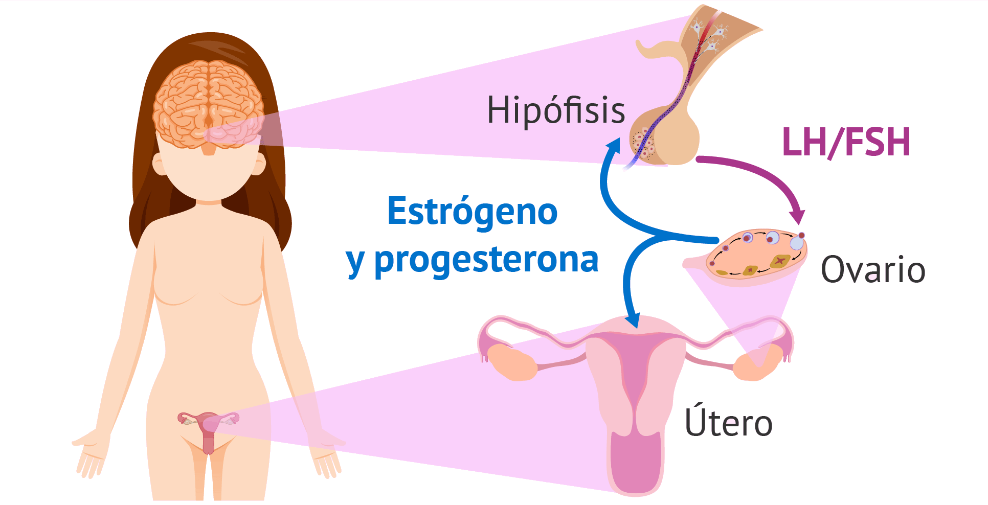 proceso hormonal en la menstruacion