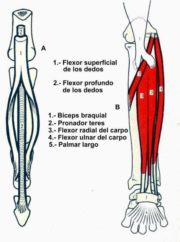 músculos que se originan en la epitroclea