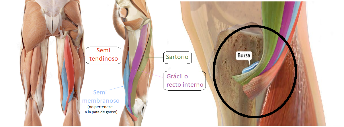 músculos de la pata de ganso o pes anserinus