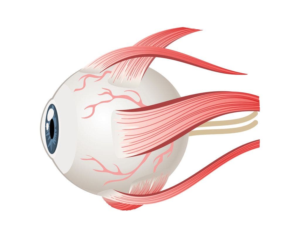 músculos del ojo