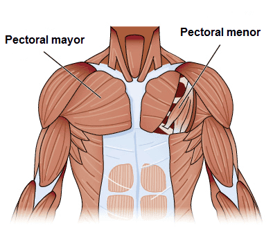 Ejercicios de fortalecimiento de pectorales