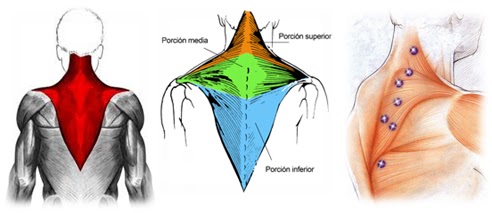 Anatomía de los trapecios