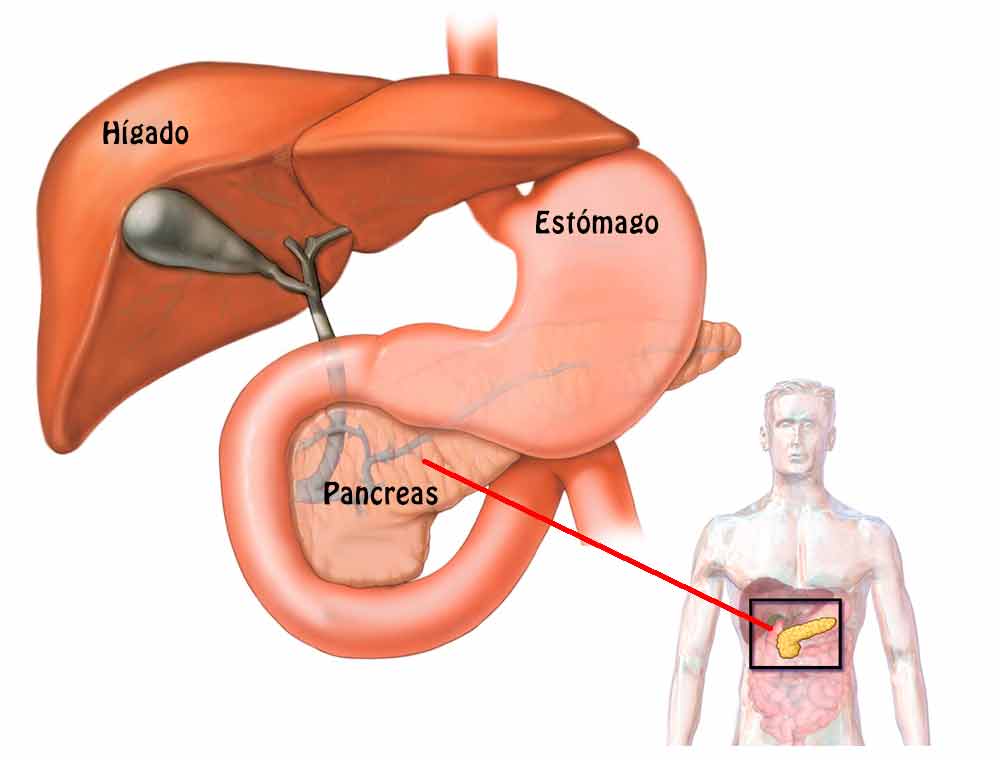 Páncreas y su funcionamiento