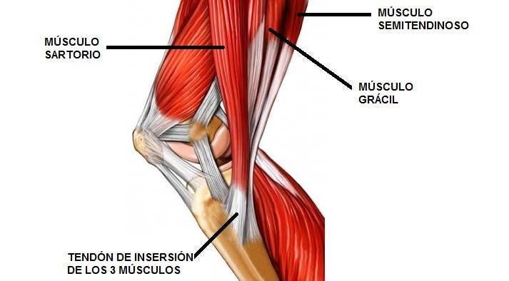 Resultado de imagen de tendinitis pata de ganso