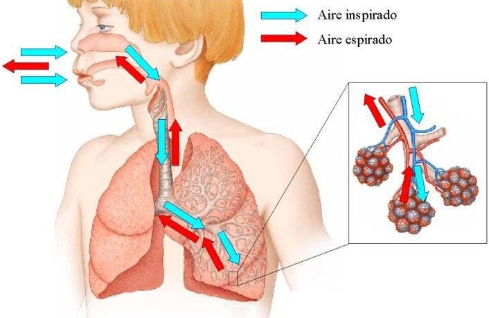 Proceso respiratorio