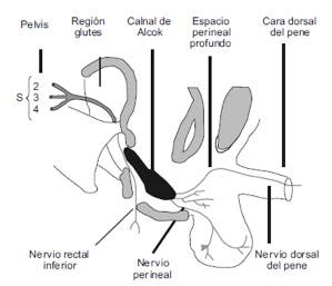 Nervio pudendo, sus ramas y su inervación